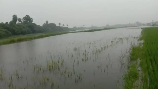 தண்டரை கிராமத்தில் வயல்வெளியில் தேங்கியுள்ள மழைநீர்