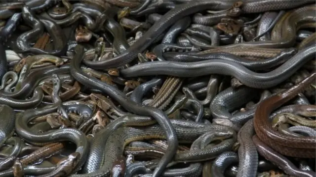 প্রতিবছর বাংলাদেশে গড়ে ১শ মানুষ বিষধর সাপের দংশনের শিকার হন।