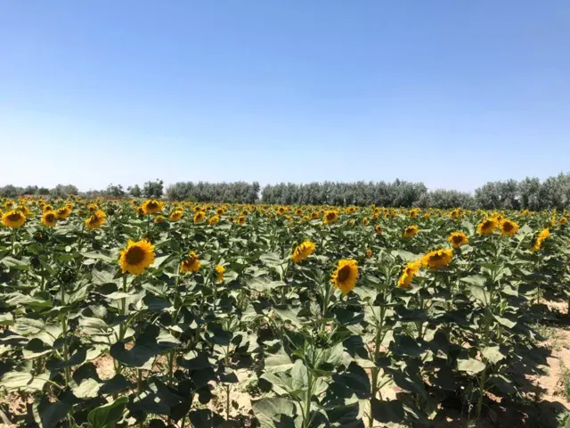 لمرمخی