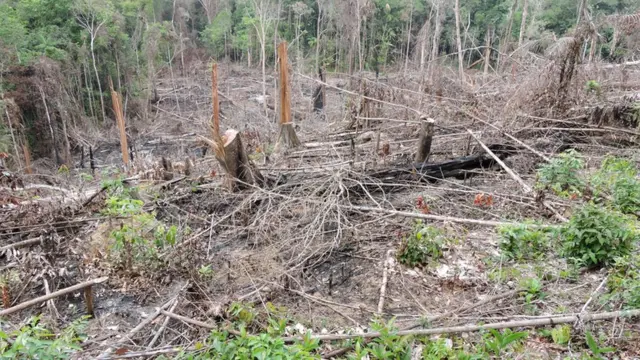 Área desmatada no Pará