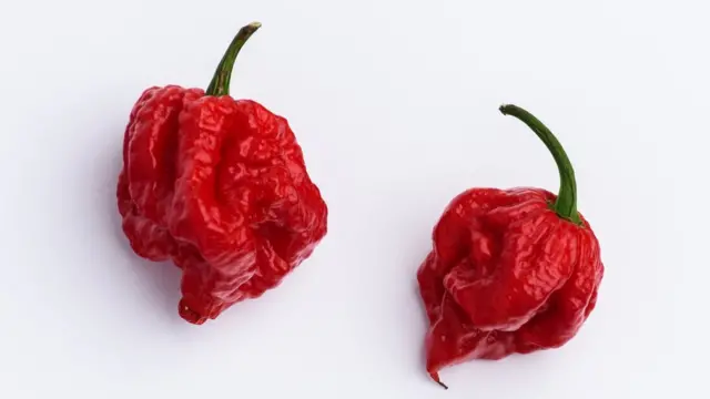 卡罗来纳死神椒