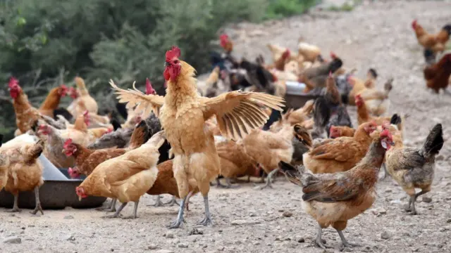 પ્રતીકાત્મક તસવીર