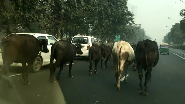 सड़क पर घूमती आवारा गायें