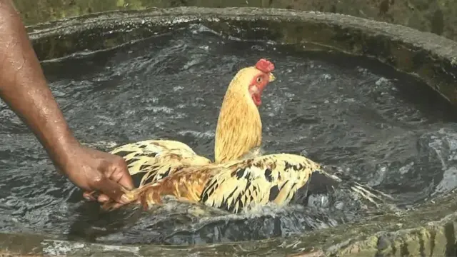 నీళ్లలో ఈత కొడుతున్న కోడి