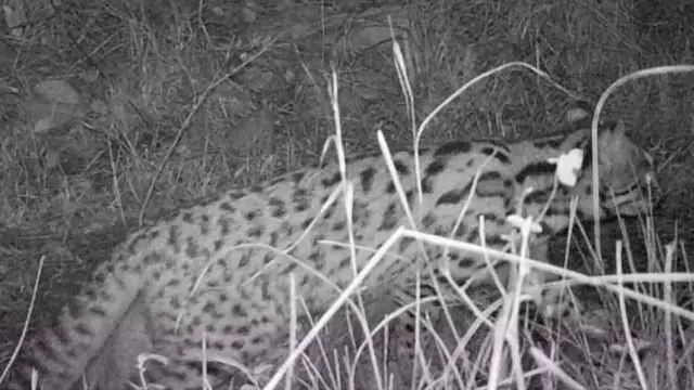 لیپرڈ کیٹ یا جنگلی بلی