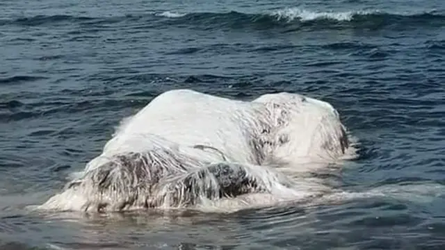 Carcaça encontrada na Indonésia