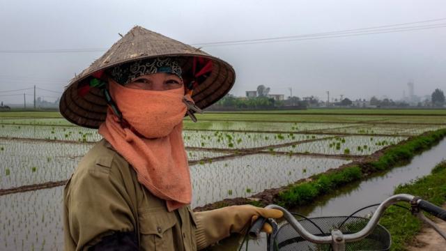 Cultivadora de arroz en el norte de Vietnam