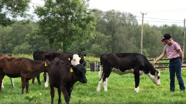 William Woods with his cows
