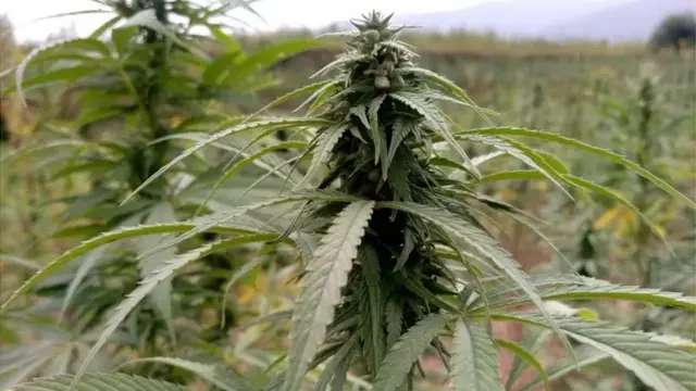 గంజాయి మొక్క