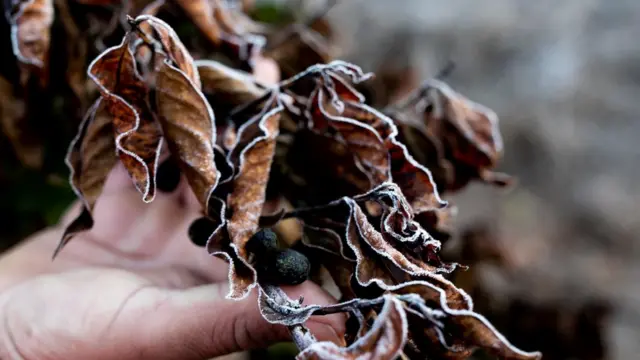 सूखे के कारण पेड़ पर लगी कॉफ़ी बीन सूख गई हैं.