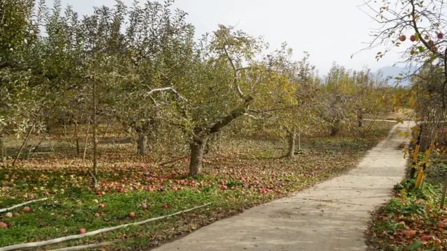昨年11月に現地を訪れた時点でも被害に遭った多くのリンゴが地面に落ちていた