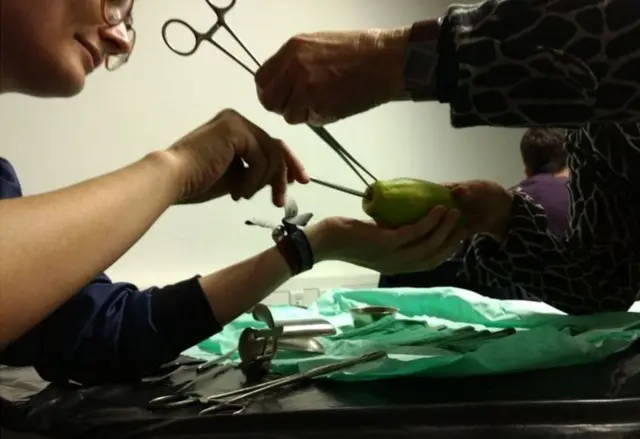 పపాయా వర్క్‌షాప్