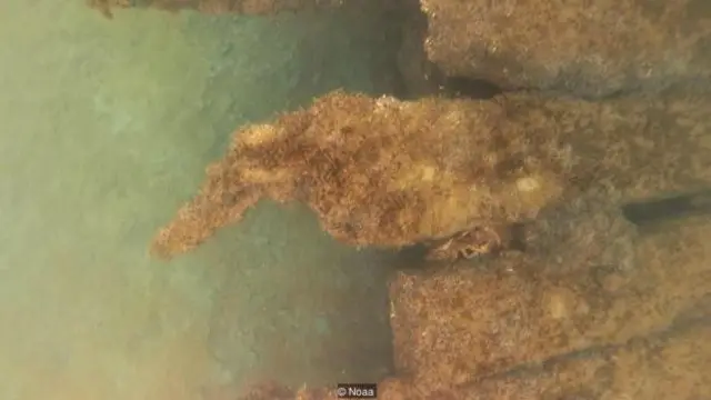 Kepiting terlihat beristirahat di antara kerangka kapal.