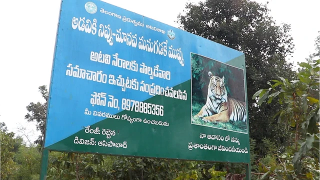 పులి బోర్డ్