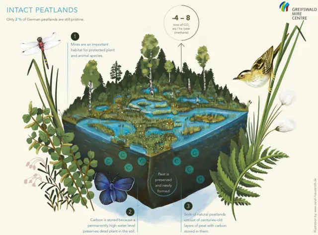 торфове болото