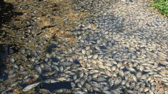 இறந்து கிடக்கும் மீன்கள்