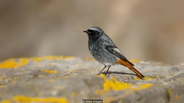 ब्लैक रेडस्टार्ट, black redstart, endangered birds