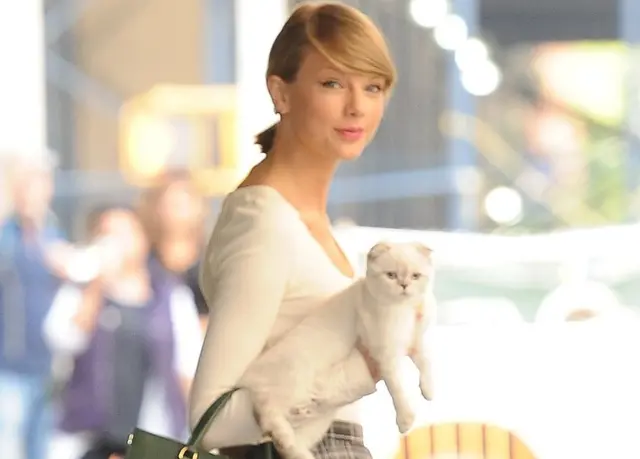 泰勒·斯威夫特与她的猫