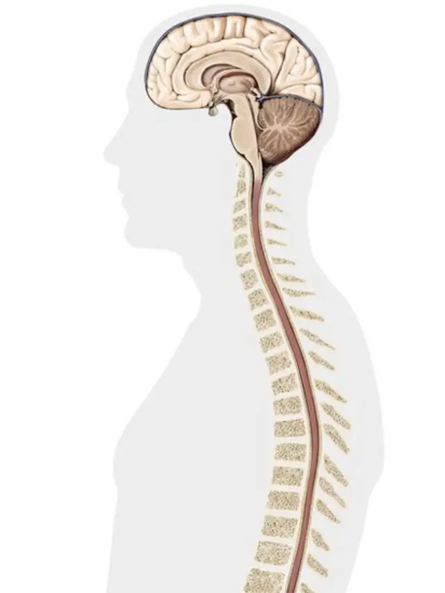ఎలుకలు, పక్షవాతం, వెన్నెముక