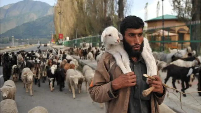 બક્કરવાલ સમાજની પ્રતીકાત્મક તસવીર