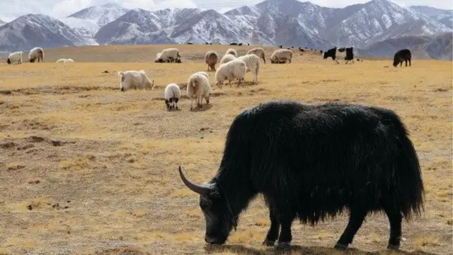 Замира Омората: Муну менен эле токтоп калбай сапаттуу койду көбөйтсом деп турам