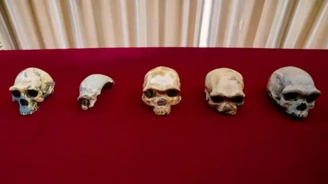 ड्रॅगन मॅन, चीन, इतिहास, मानवी प्रजाती, पुरातत्व