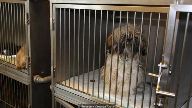 Cachorrosbets99 jogos de hojetratamento