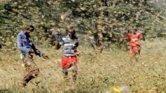 Nzige tayari wamevamia nchini Somalia, Ethiopia, Kenya, Uganda, Ethiopia na Sudan Kusini mara moja mwaka huu, mwezi Januari na Februari.