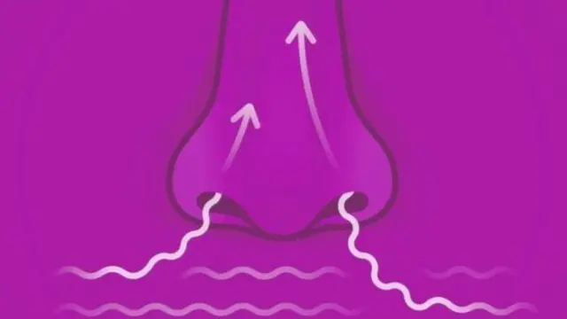 ছবিতে দেখা যাচ্ছে নাক দিয়ে কীভাবে ভাইরাস ঢুকতে পারে