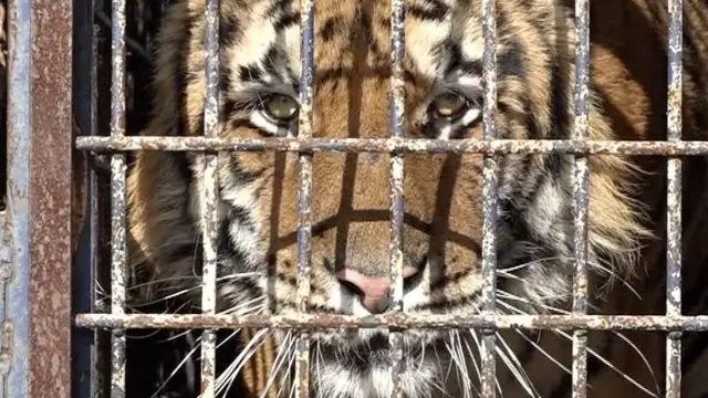 Тигры на границе Польши и Беларуси