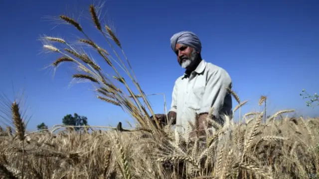 गेहूं की फसल के साथ किसान