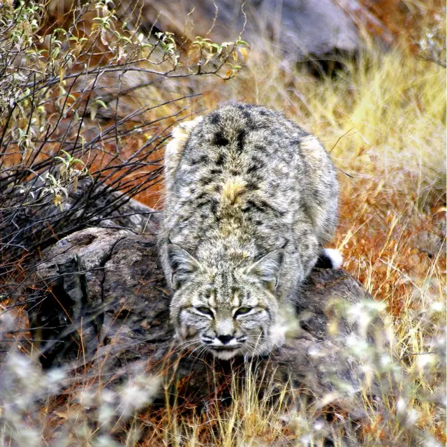 قط بري أمريكي