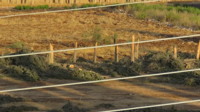 صور الأشجار المقطوعة