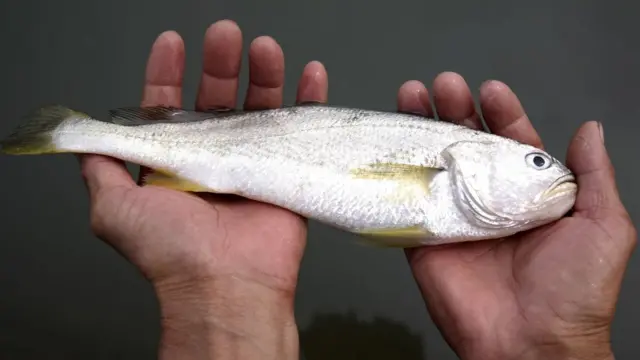 کروکر مچھلی