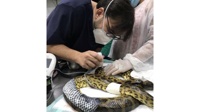 Cobra com peleslots vencedores 2024peixe