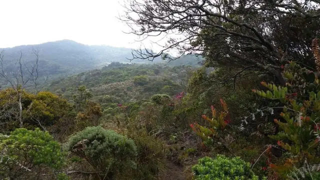 Camino a Las Mollas.