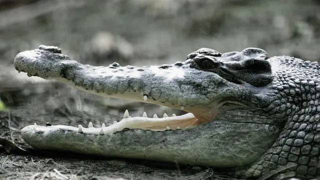 澳洲鳄鱼