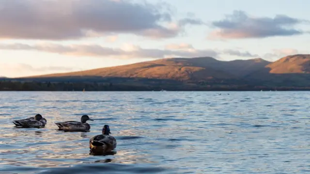 Утки на озере Лох-Ломонд