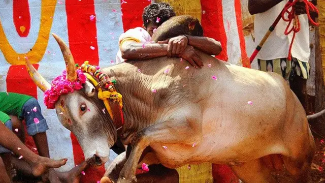 जल्लीकट्टू