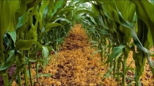 Klimo cha zao la mahindi