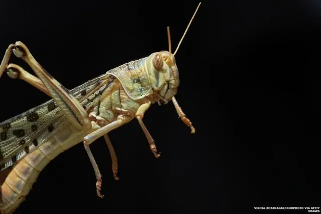 પ્રતીકાત્મક તસવીર