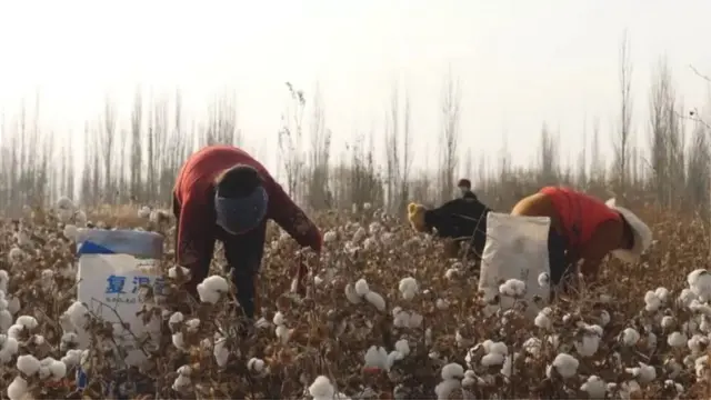 cotton field