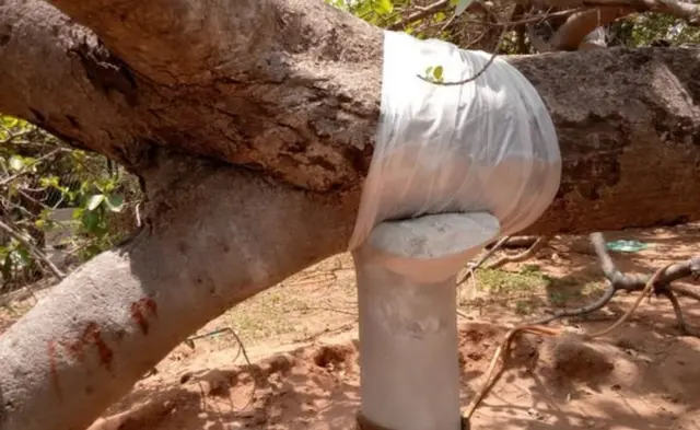 વડના વૃક્ષની તસવીર