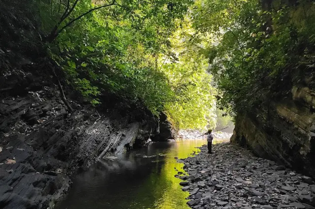 La luz del sol se filtra en la vegetación a ambos lados de un arroyo en la Serranía de las Quinchas