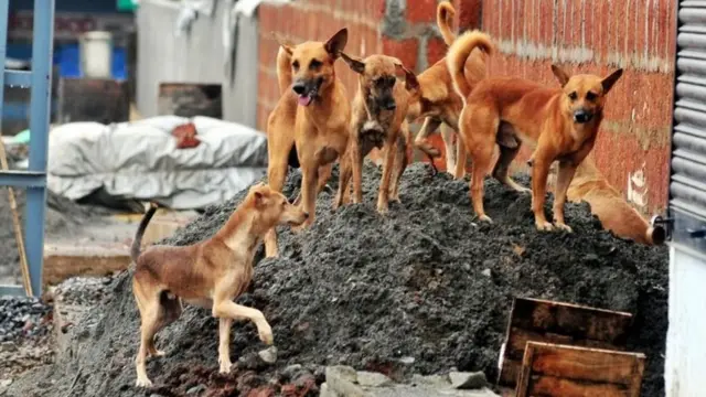 ''இது ஒரு தீவிரமான பிரச்சினை, ஆனால் கொலை செய்வது ஒரு தீர்வாகாது''