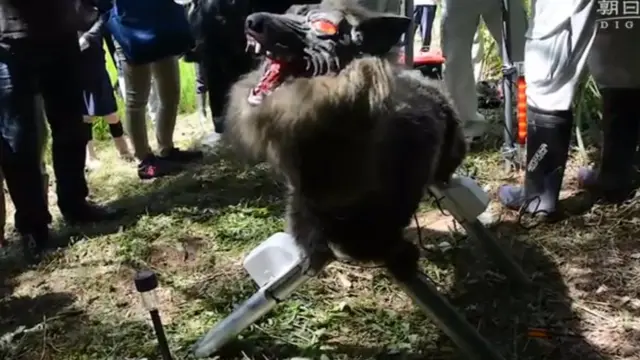 '로봇 늑대는 반경 1km까지 효과가 있어 전기 울타리보다 효율적이다'