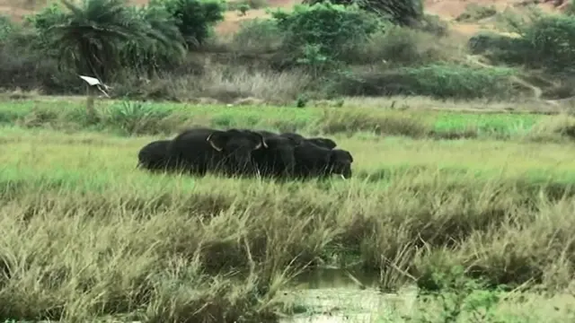 ఏనుగులు