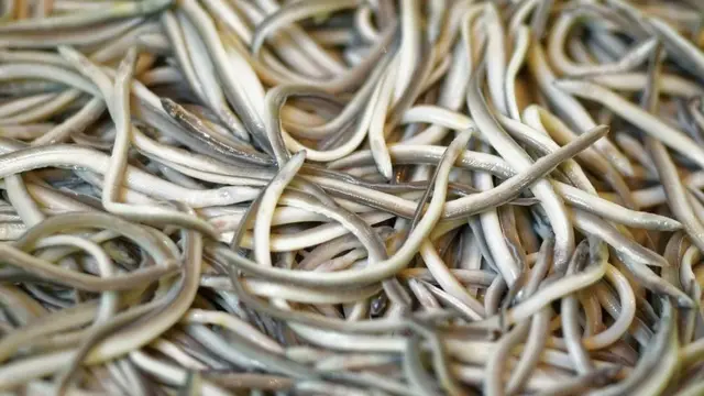 西班牙，旅游，食品，文化，欧洲