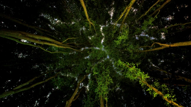 Copas de árboles que se tocan en la cima observadas desde el suelo