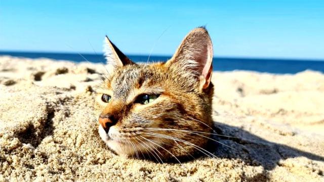 cat in the sand
